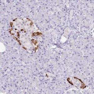 Monoclonal Anti-TTR antibody produced in mouse 