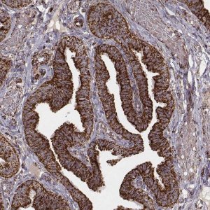 Monoclonal Anti-TUFM antibody produced in mouse 