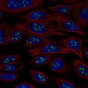 Monoclonal Anti-USP46 antibody produced in mouse 