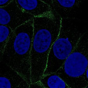 Monoclonal Anti-VANGL1 antibody produced in mouse 