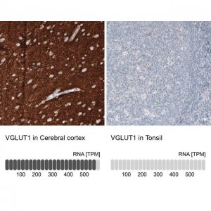 Monoclonal Anti-VGLUT1 antibody produced in mouse 