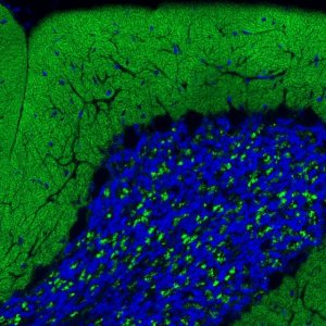 Monoclonal Anti-VGLUT1 antibody produced in mouse 