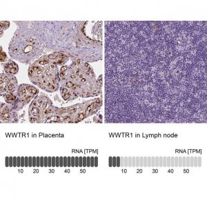 Monoclonal Anti-WWTR1 antibody produced in mouse 