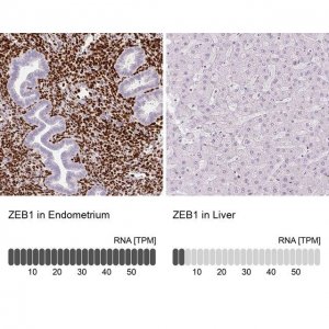 Monoclonal Anti-ZEB1 antibody produced in mouse 