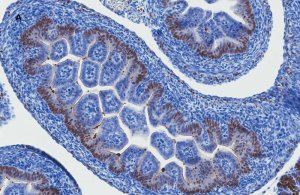 SOX 9 antibody 