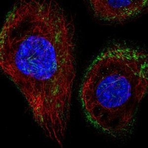 Anti-43351 antibody produced in rabbit HPA036534-100UL