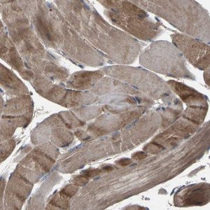 Anti-AAED1 antibody produced in rabbit 