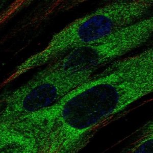 Anti-ABCA9 antibody produced in rabbit 