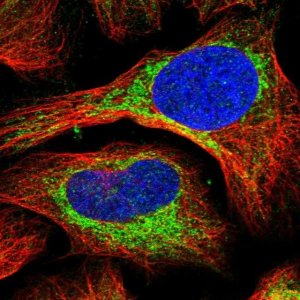 Anti-ABCB7 antibody produced in rabbit 