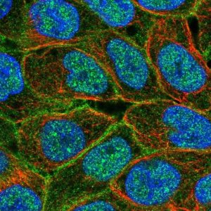 Anti-ABCC5 antibody produced in rabbit 