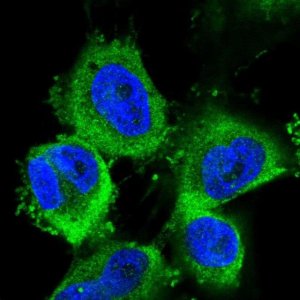 Anti-ABCE1 antibody produced in rabbit 