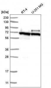 Anti-ABCE1 antibody produced in rabbit 
