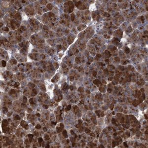 Anti-ABCF2 antibody produced in rabbit 