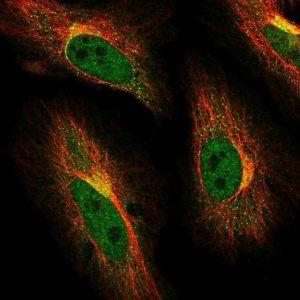 Anti-ABCG1 antibody produced in rabbit 