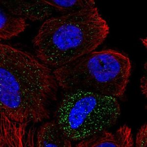Anti-ABHD14A antibody produced in rabbit HPA038153-100UL
