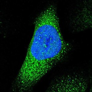 Anti-ABHD3 antibody produced in rabbit HPA010729-100UL