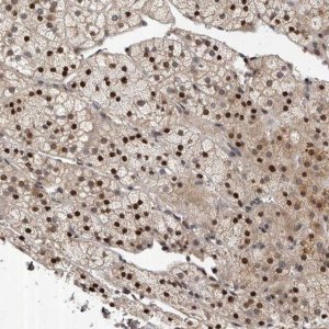 Anti-ABL1 antibody produced in rabbit 