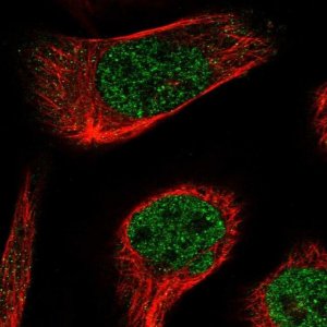 Anti-ABL1 antibody produced in rabbit 