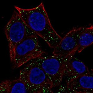 Anti-ABT1 antibody produced in rabbit 