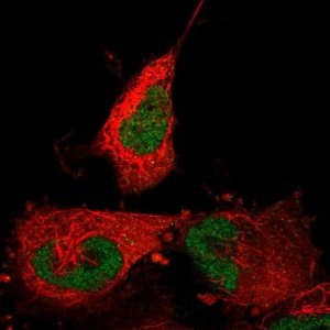 Anti-ABTB2 antibody produced in rabbit 
