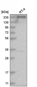 Anti-ACACA antibody produced in rabbit 