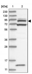 Anti-ACAP2 antibody produced in rabbit 