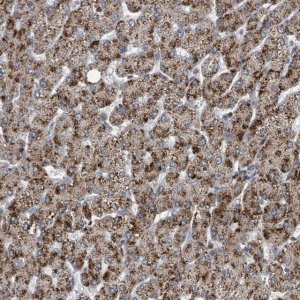 Anti-ACBD4 antibody produced in rabbit 