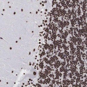 Anti-ACIN1 antibody produced in rabbit 