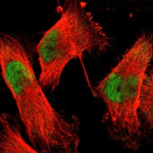 Anti-ACIN1 antibody produced in rabbit 