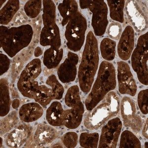 Anti-ACO1 antibody produced in rabbit 