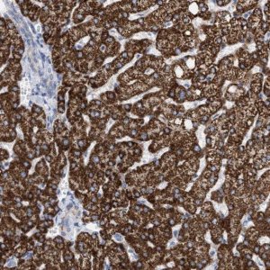 Anti-ACOT13 antibody produced in rabbit HPA019881-100UL