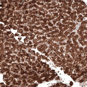 Anti-ACOT4 antibody produced in rabbit 