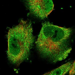 Anti-ACOT9 antibody produced in rabbit 