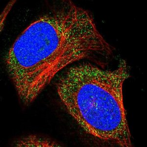 Anti-ADAMTS15 antibody produced in rabbit 