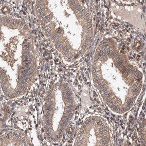 Anti-ADAMTS2 antibody produced in rabbit 