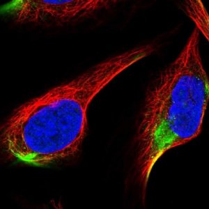 Anti-ADAMTS3 antibody produced in rabbit 