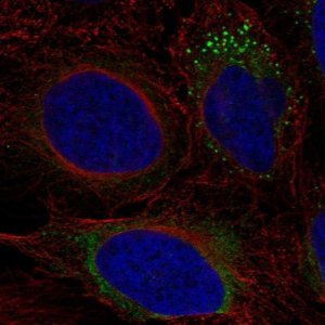 Anti-ADAMTS9 antibody produced in rabbit 
