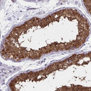 Anti-ADAMTSL1 antibody produced in rabbit 