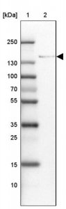 Anti-ADAMTSL1 antibody produced in rabbit 