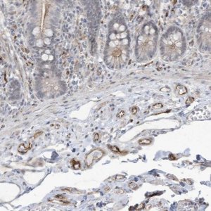 Anti-ADAMTSL3 antibody produced in rabbit 