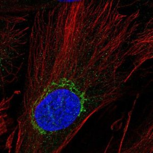 Anti-ADAMTSL5 antibody produced in rabbit 
