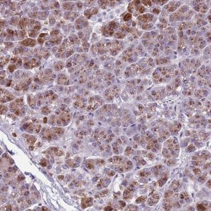 Anti-ADCY7 antibody produced in rabbit 