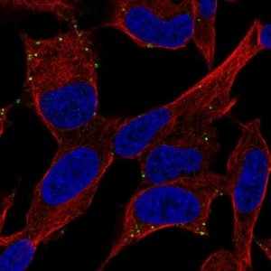 Anti-ADCYAP1R1 antibody produced in rabbit 