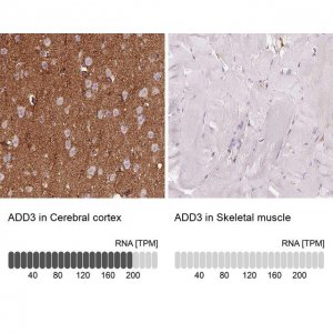 Anti-ADD3 antibody produced in rabbit 