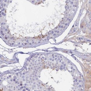 Anti-ADGRA1 antibody produced in rabbit 