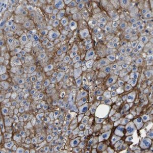Anti-ADGRA2 antibody produced in rabbit 