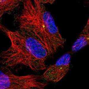 Anti-ADGRB2 antibody produced in rabbit 