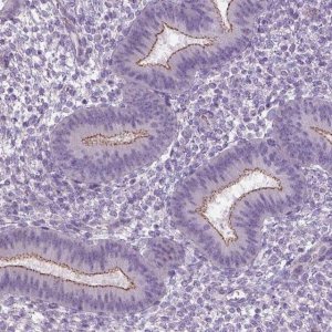 Anti-ADGRF1 antibody produced in rabbit 