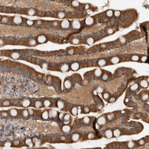 Anti-ADGRL3 antibody produced in rabbit 