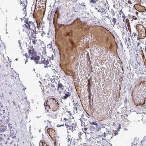 Anti-ADIPOQ antibody produced in rabbit HPA051767-100UL